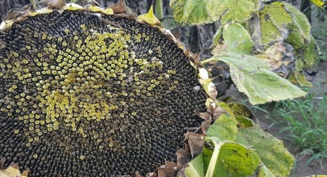 girasol estres